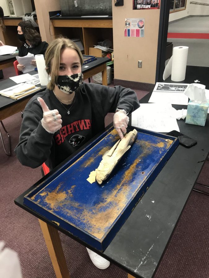 A student dissects a shark during zoology. The shark dissection is science teacher Shelly Jacksons favorite lab.