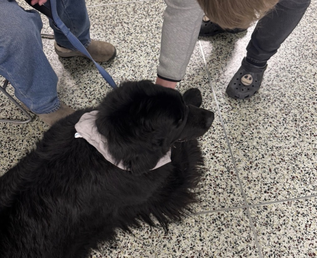 A student petting one of the therapy dogs. The dogs come a few times a month during lunch periods.“Just that physical touch [of petting the dogs] helps with calming hormones in your body.” social worker Julianne Shannon said.